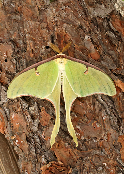 Luna Moth, Arkansas