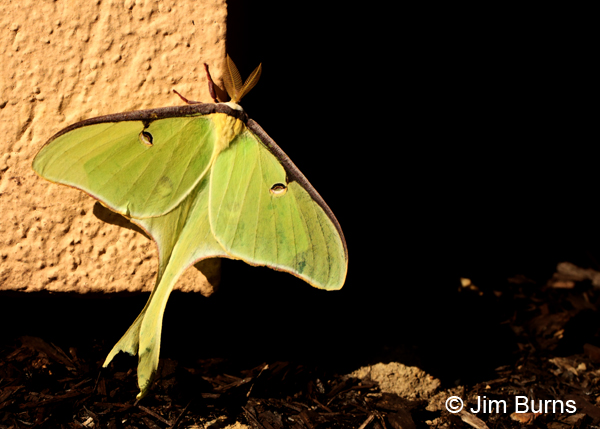 Luna Moth, Virginia