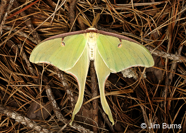 Luna Moth in pines, Arkansas