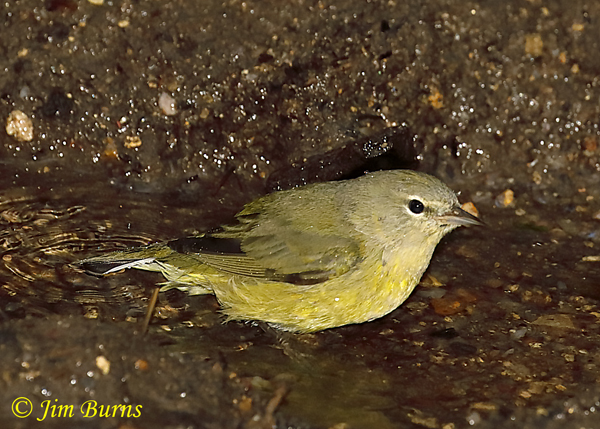 MacGillivray's Warbler first fall female--6181