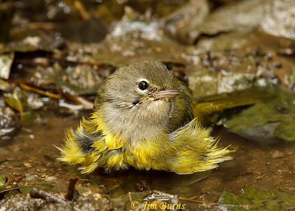 MacGillivray's Warbler immature bathing sequence #1--6048