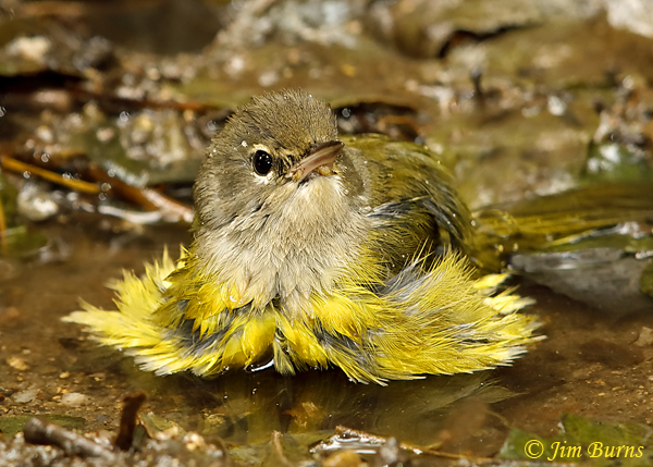A migrating MacGillivray's Warbler bathes in Queen Creek.