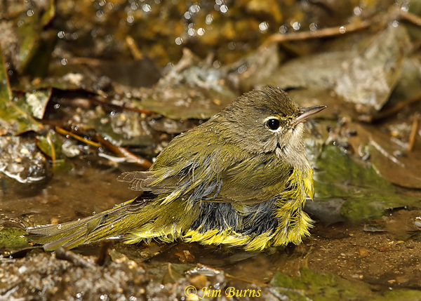 MacGillivray's Warbler immature bathing sequence #3--6051