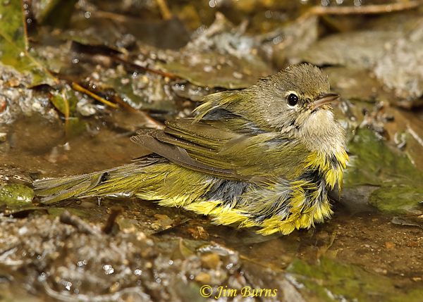 MacGillivray's Warbler immature bathing sequence #4--6052