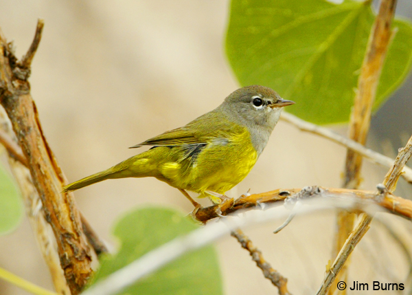 MacGillivray's Warbler first fall male