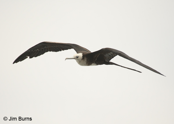 Magnificent Frigatebird juvenile in flight