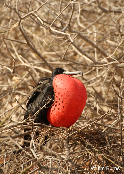Magnificent Frigatebird male with pouch inflated