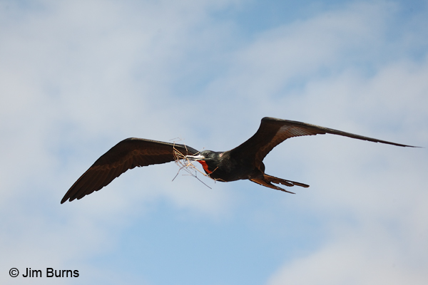 Magnificent Frigatebird male with nesting material