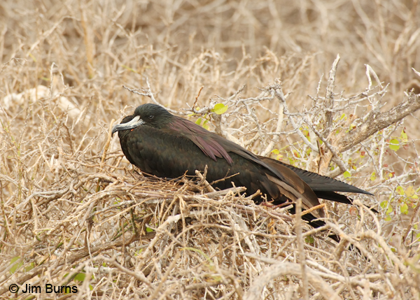 Magnificent Frigatebird male on nest