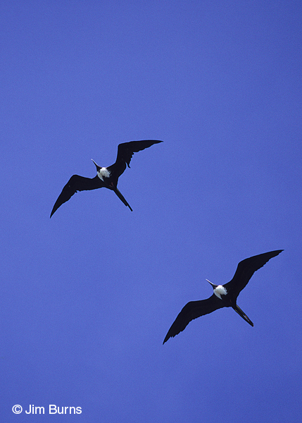 Magnificent Frigatebird females in flight