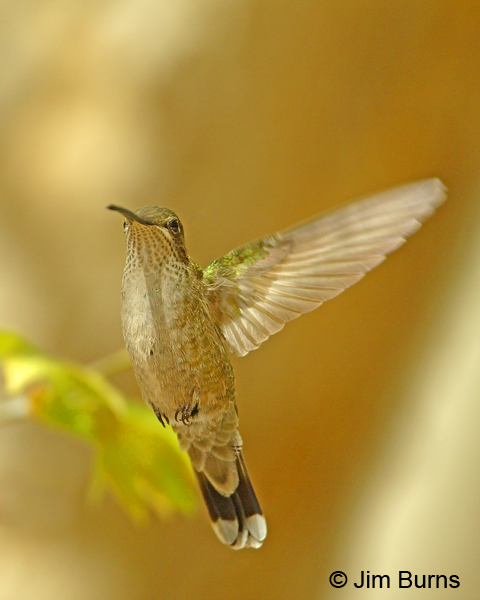 Magnificent Hummingbird female hovering