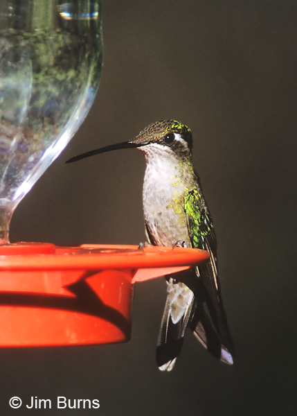 Magnificent Hummingbird female
