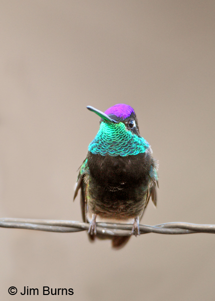 Magnificent Hummingbird male on fencewire #2