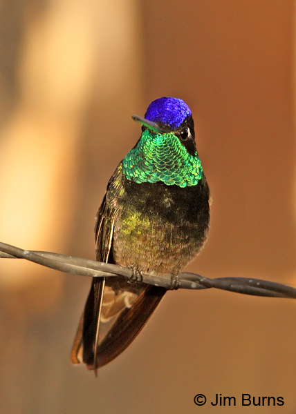 Magnificent Hummingbird male