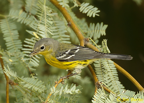Magnolia Warbler first fall male chipping--7938
