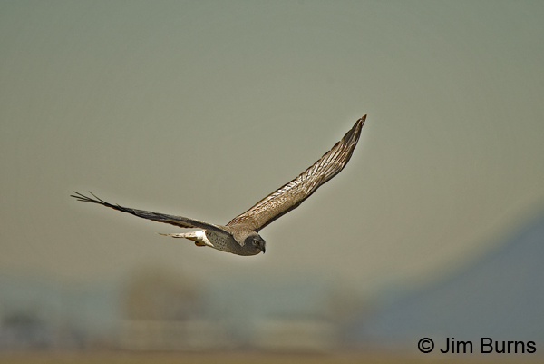 Northern Harrier adult male, the "Gray Ghost," in flight