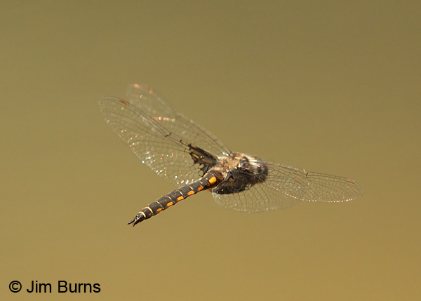 Mantled Baskettail male in flight, dorsolateral rear view,  Mecklenburg Co., NC, May 2014