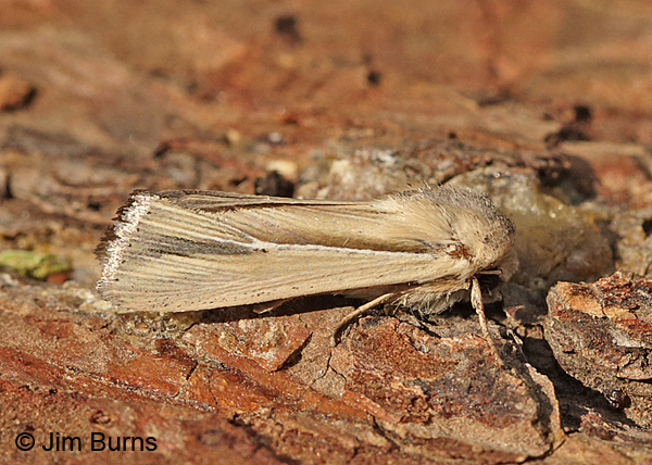 Many-lined Wainscot Moth, Arizona