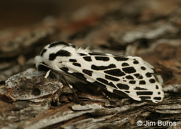 Many-spotted Tiger Moth, Arizona