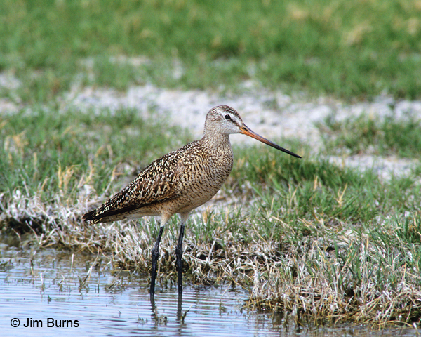 Marbled Godwit on territory