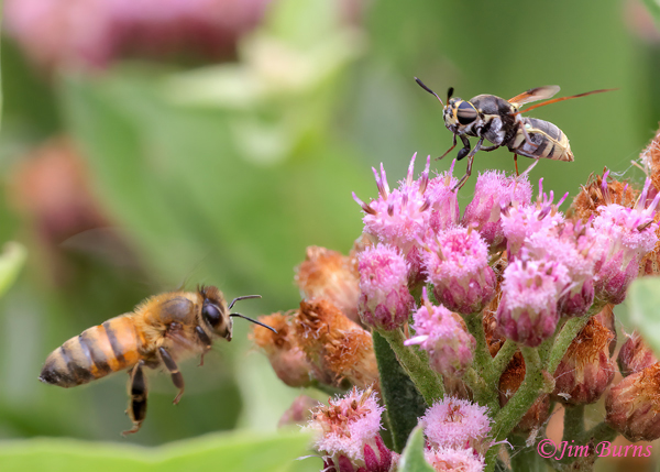 Marsh Fleabane with Honey Bee (left) and Soldier Fly, Arizona--2869