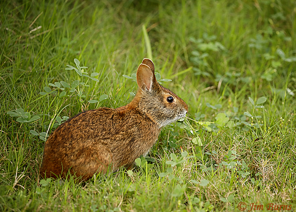 Marsh Rabbit with dinner salad--8106