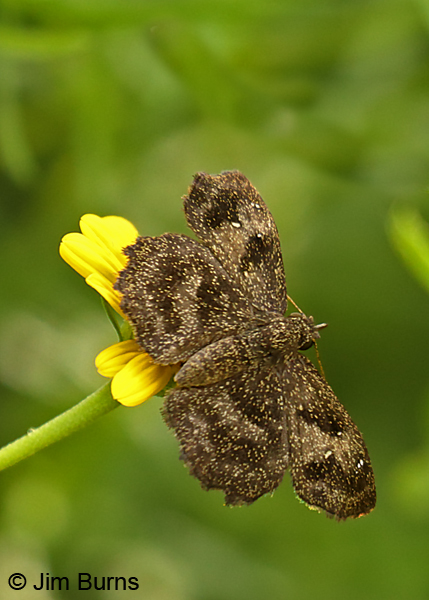 Mazan's Scallopwing female in greenery, Texas