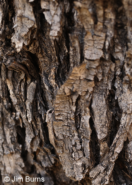Melipotis novanda bark camouflage, Arizona