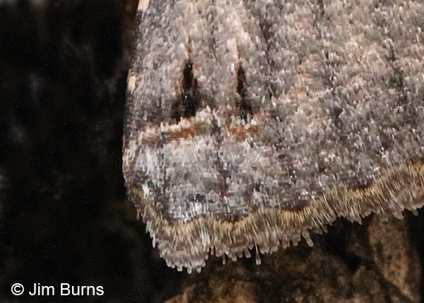Melipotis novanda scale detail, Arizona