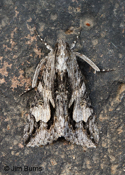 Merry Melipotis Moth, heavily marked individual, Arizona