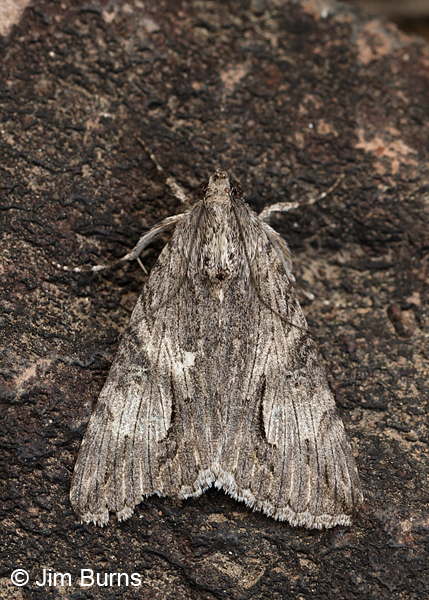 Merry Melipotis Moth, lightly marked  individual, Arizona