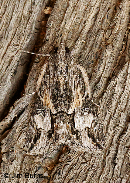 Merry Melipotis Moth, Arizona