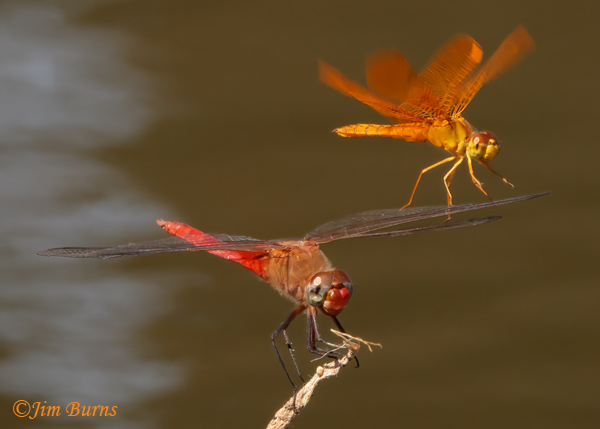 Mexican Amberwing male (top) with Red-tailed Pennant male, wing walking sequence #5, Maricopa Co., AZ, September 2022--0123