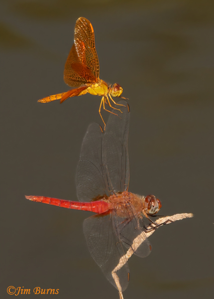 Mexican Amberwing male (top) with Red-tailed Pennant male, wing walking sequence #1, Maricopa Co., AZ, September 2022--8395