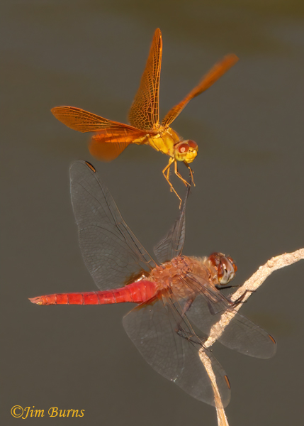 Mexican Amberwing male (top) with Red-tailed Pennant male, wing walking sequence #2, Maricopa Co., AZ, September 2022--8481