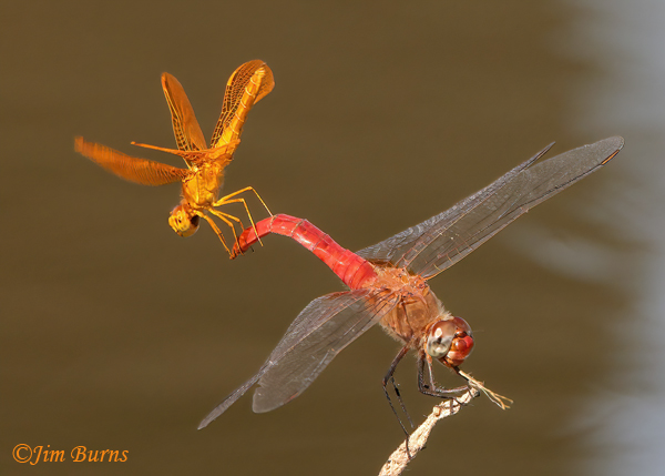 Mexican Amberwing male (top) with Red-tailed Pennant male, obelisk climbing sequence #6, Maricopa Co., AZ, September 2022--8537