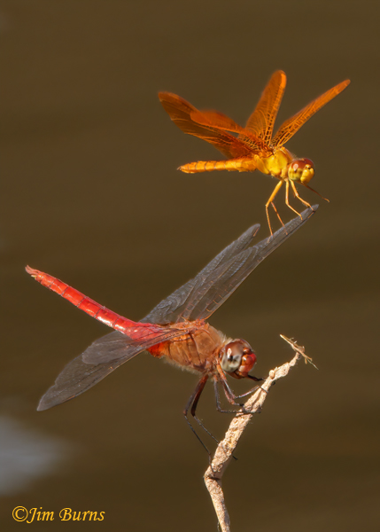 Mexican Amberwing male (top) with Red-tailed Pennant male, wing walking sequence #3, Maricopa Co., AZ, September 2022--8788