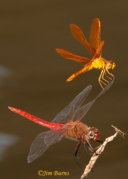 Mexican Amberwing male (top) with Red-tailed Pennant male, wing walking sequence #4, Maricopa Co., AZ, September 2022--8790