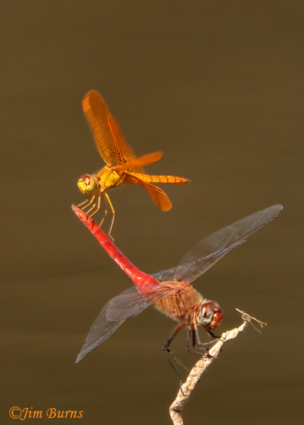 Mexican Amberwing male (top) with Red-tailed Pennant male, obelisk climbing sequence #2, Maricopa Co., AZ, September 2022--8887