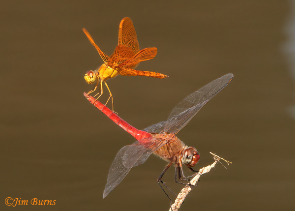 Mexican Amberwing male (top) with Red-tailed Pennant male, obelisk climbing sequence #3, Maricopa Co., AZ, September 2022--8888