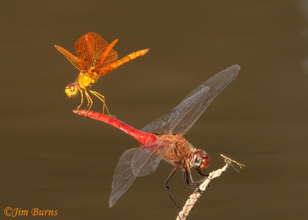 Mexican Amberwing male (top) with Red-tailed Pennant male, obelisk climbing sequence #4, Maricopa Co., AZ, September 2022--8889