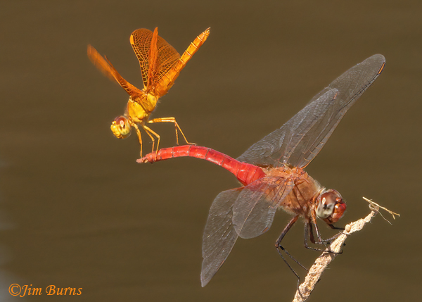 Mexican Amberwing male (top) with Red-tailed Pennant male, obelisk climbing sequence #5, Maricopa Co., AZ, September 2022--8890