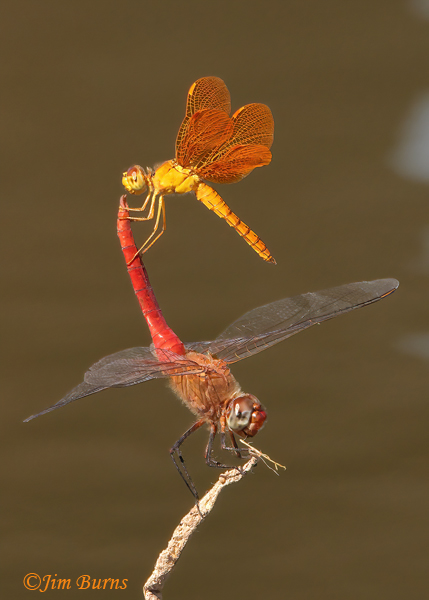 Mexican Amberwing male (top) with Red-tailed Pennant male, obelisk climbing sequence #1, Maricopa Co., AZ, September 2022--9147