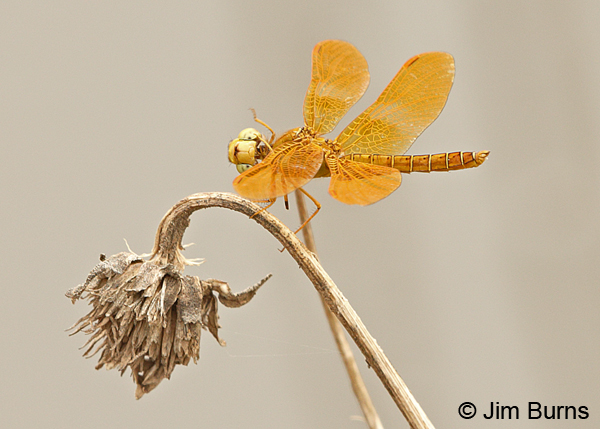 Mexican Amberwing--Here's looking at you, kid, Pima Co., AZ, August 2014
