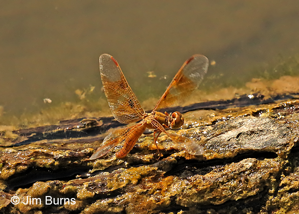 Mexican Amberwing female ovipositing in mossy log, Maricopa Co., AZ, October 2016
