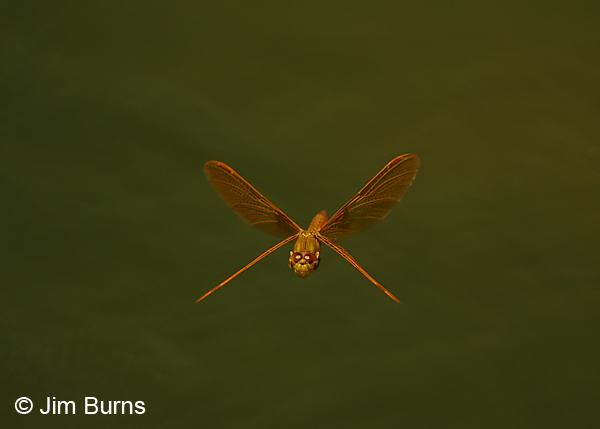 Mexican Amberwing male in flight, Maricopa Co., AZ, May 2014