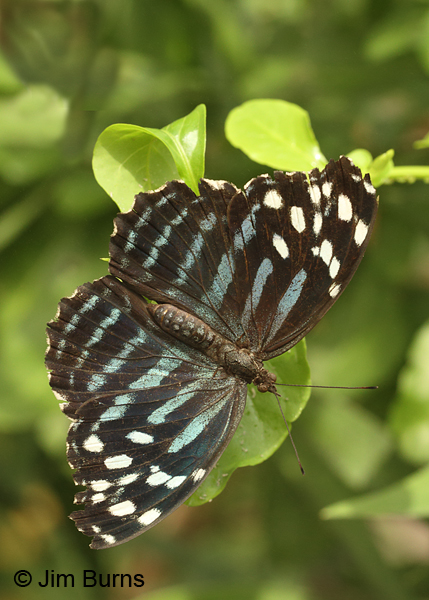 Mexican Bluewing female on foliage, Texas 
