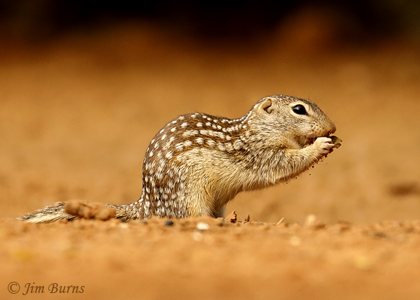 Mexican Ground Squirrel dorsal view--8496