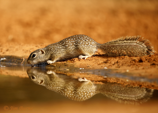 Mexican Ground Squirrel at waterhole--9170