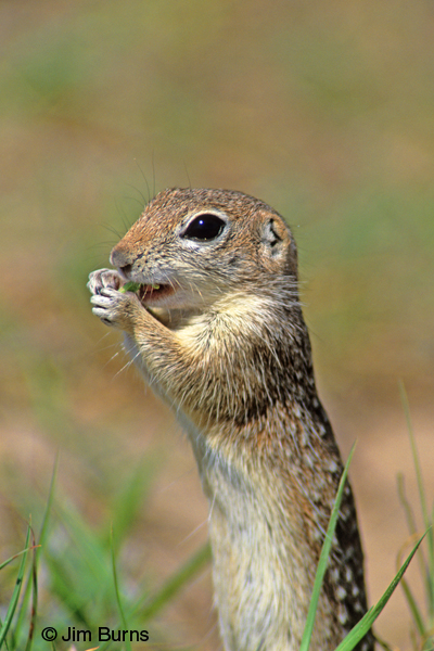 Mexican Ground Squirrel close-up